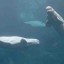watching-the-whales