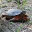 saving-the-wood-turtle