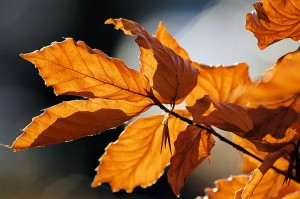 800px-Autumn_leaves_sceenario