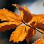 turning-leaves-are-nova-scotias-best-autumn-show